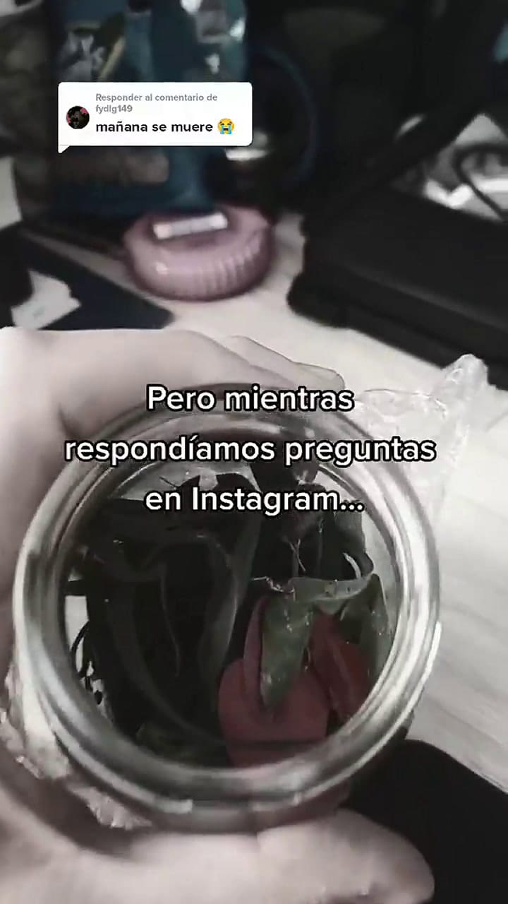 Joven adopta una mosca y le hace una ‘casita’ dentro de un frasco