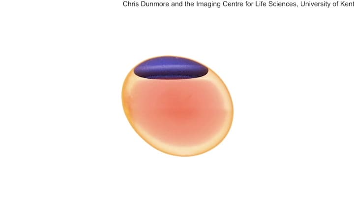 Una tomografía comprobó que un huevo de 1700 años posee la yema y la clara intactas