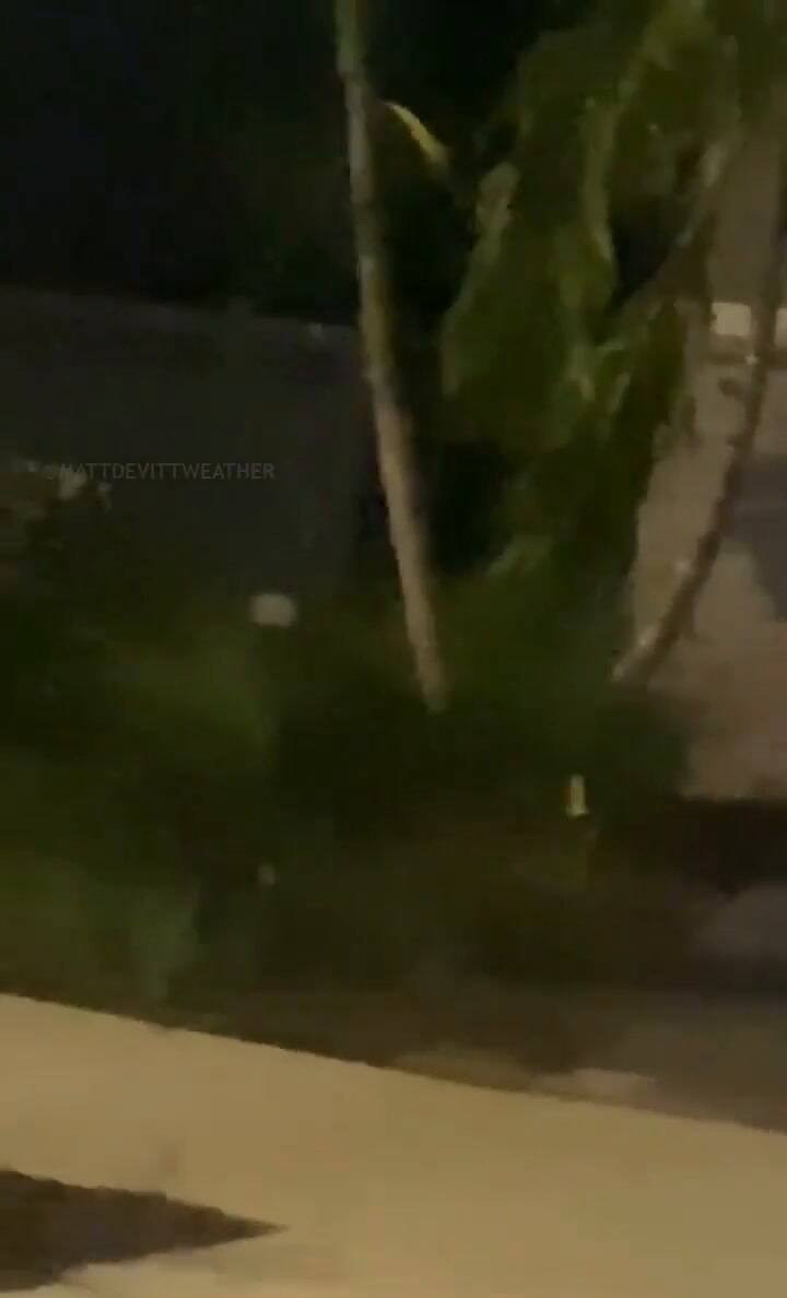 Un caimán es captado al intentar subir al techo de una casa en Florida