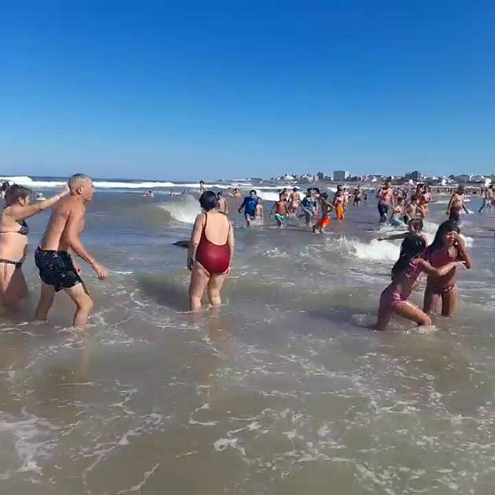 La llega del lobo marino a la playa de Punta Mogotes. crédito: gentileza
