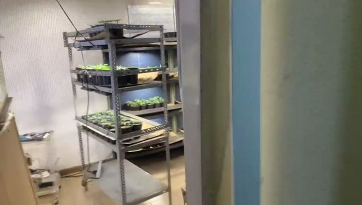 Las plantas de marihuana halladas en un campo de San Antonio de Areco