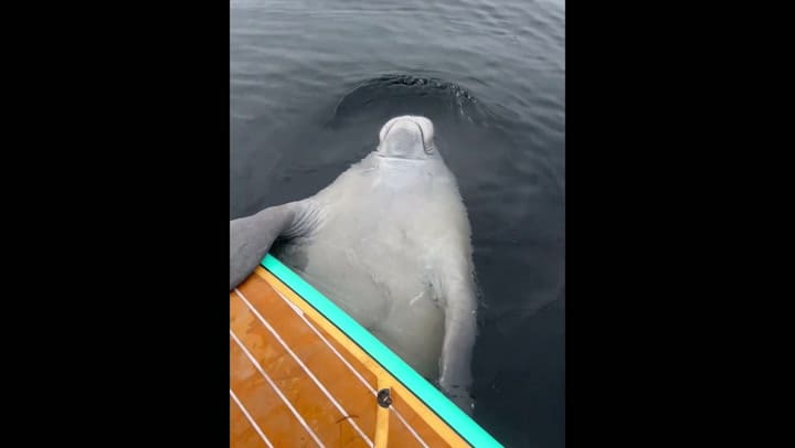 El particular encuentro entre un manatí y un guía de ecoturismo en Florida