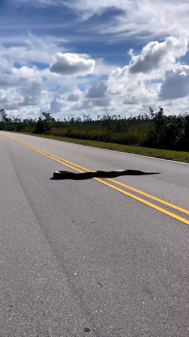 La fotógrafa se bajó de su vehículo para grabar al pitón en Florida