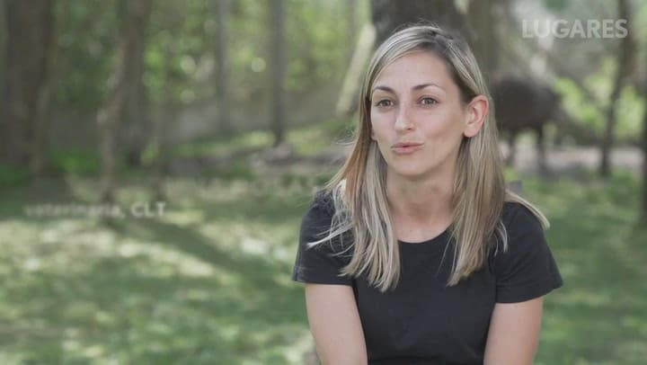 Rescate de Osos Hormigueros