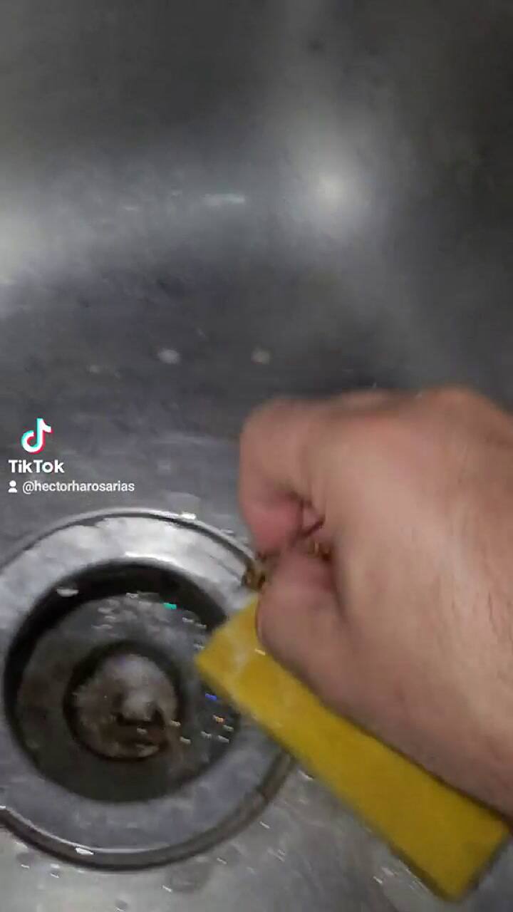 El tiktoker 'baño' a una cucaracha y lo denunciaron