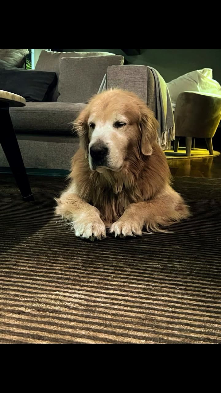 El emotivo video que Nacho Viale le dedicó a su perro