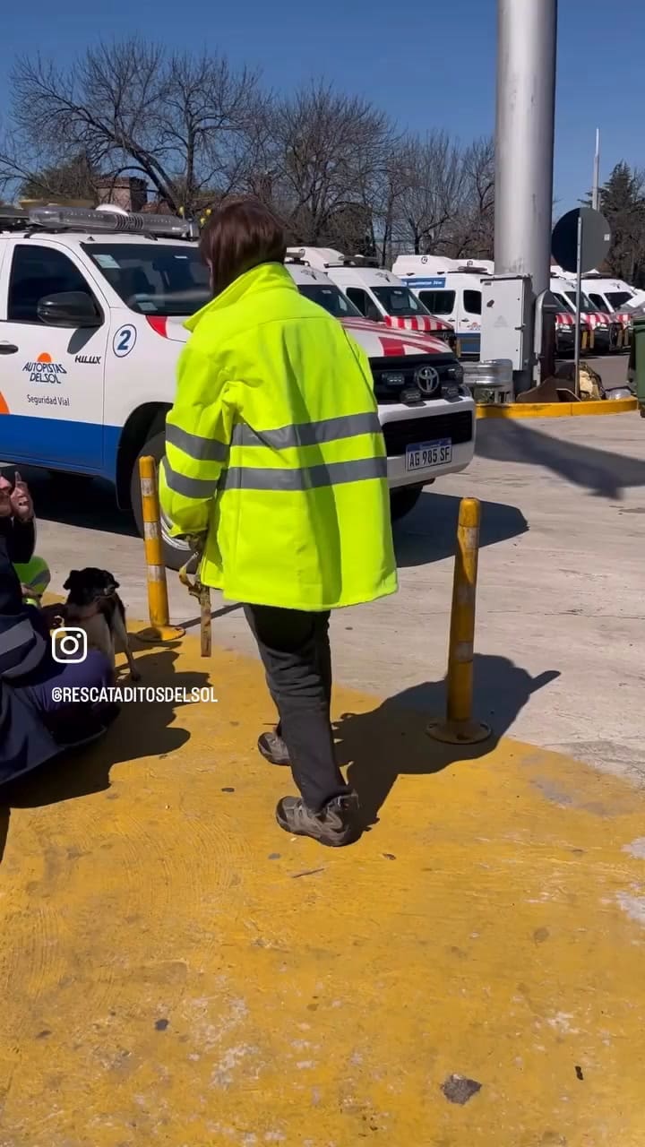 Ciru es una viejita y fue rescatada en Panamericana.