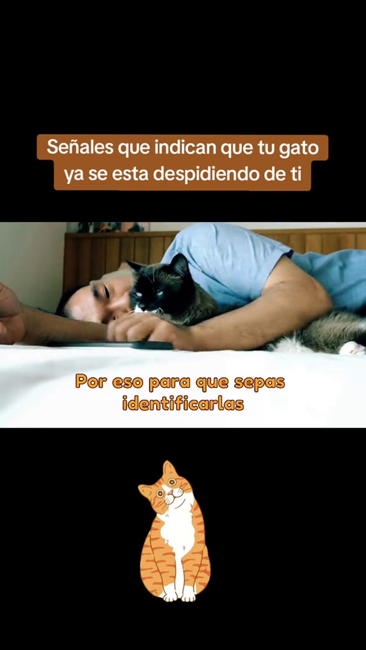 Las señales que indican que tu gato está en sus últimos días, según los expertos