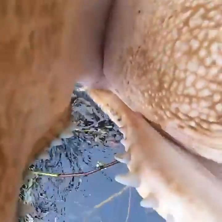 Fotógrafo capta a caimanes como nunca antes lo viste y es furor en Facebook