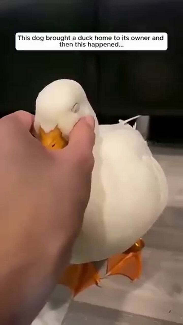 Un perro salvó a un pato y se volvieron amigos