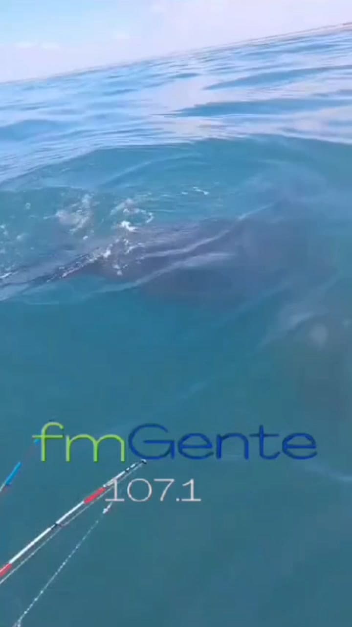 #Lagentereporta 094054756días Atrás Gonzalo Gil Y Su Compañero Fernando, Compartían Con Nosotros El Video Donde Se Podía Observar A 700 Mts De La Costa En José Ignacio, A Un Enorme Ejemplar De Tortuga Laúd O Tam