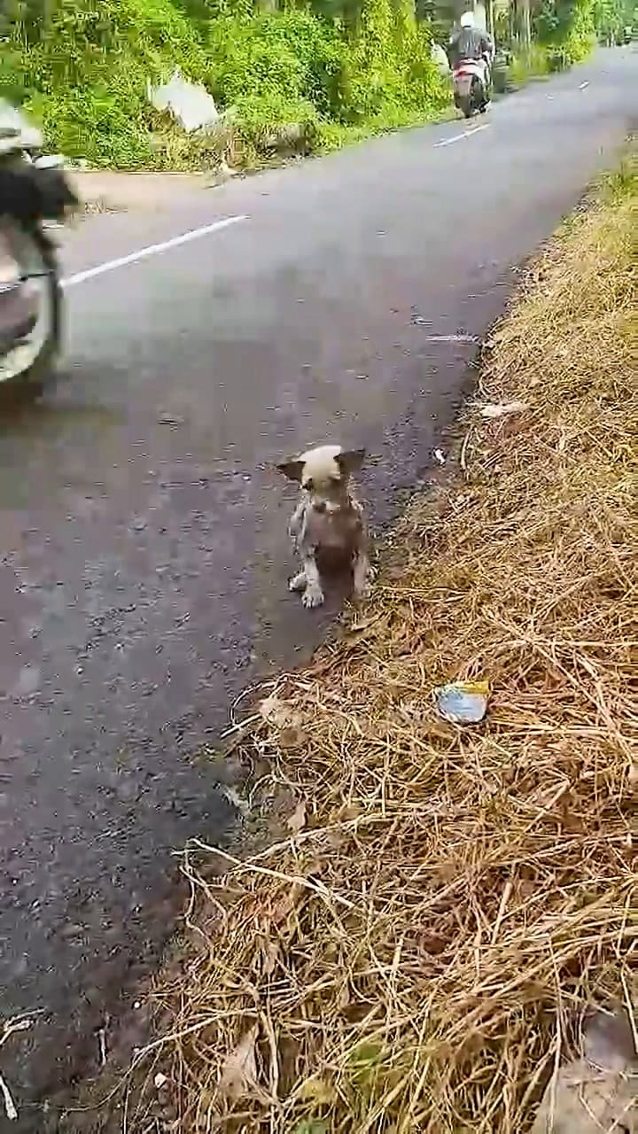 El emotivo rescate que se dio en medio de una ruta