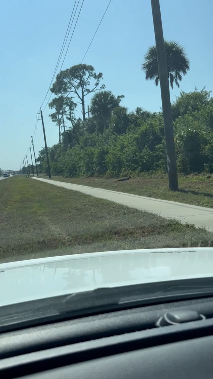 Una mujer filmó a un animal pensando que era un cocodrilo, pero luego se llevó una sorpresa