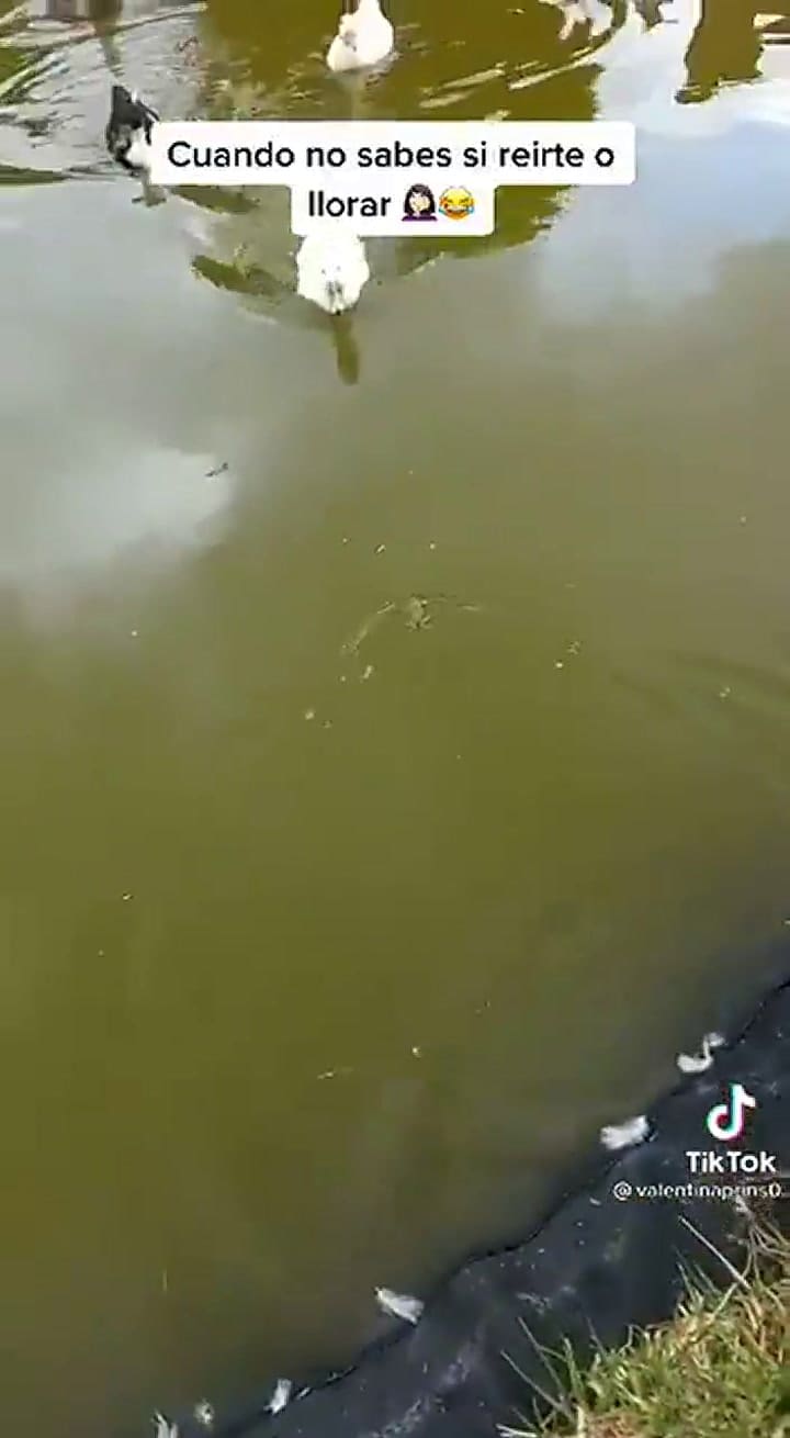 El video del chico que deja una rana en el agua y la devora un pato - Fuente: TikTok