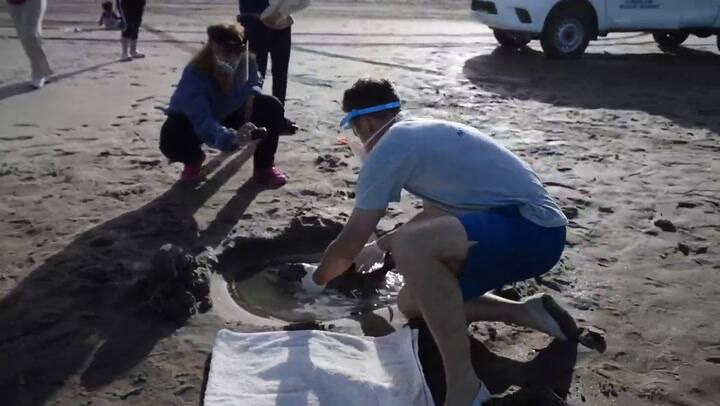 Rescate y rehabilitación de cría de delfín franciscana - Fuente: YouTube Mundo Marino