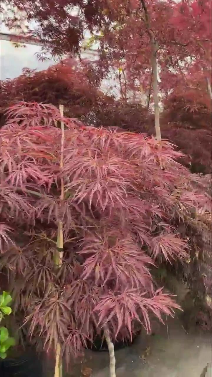 Vivero Antu