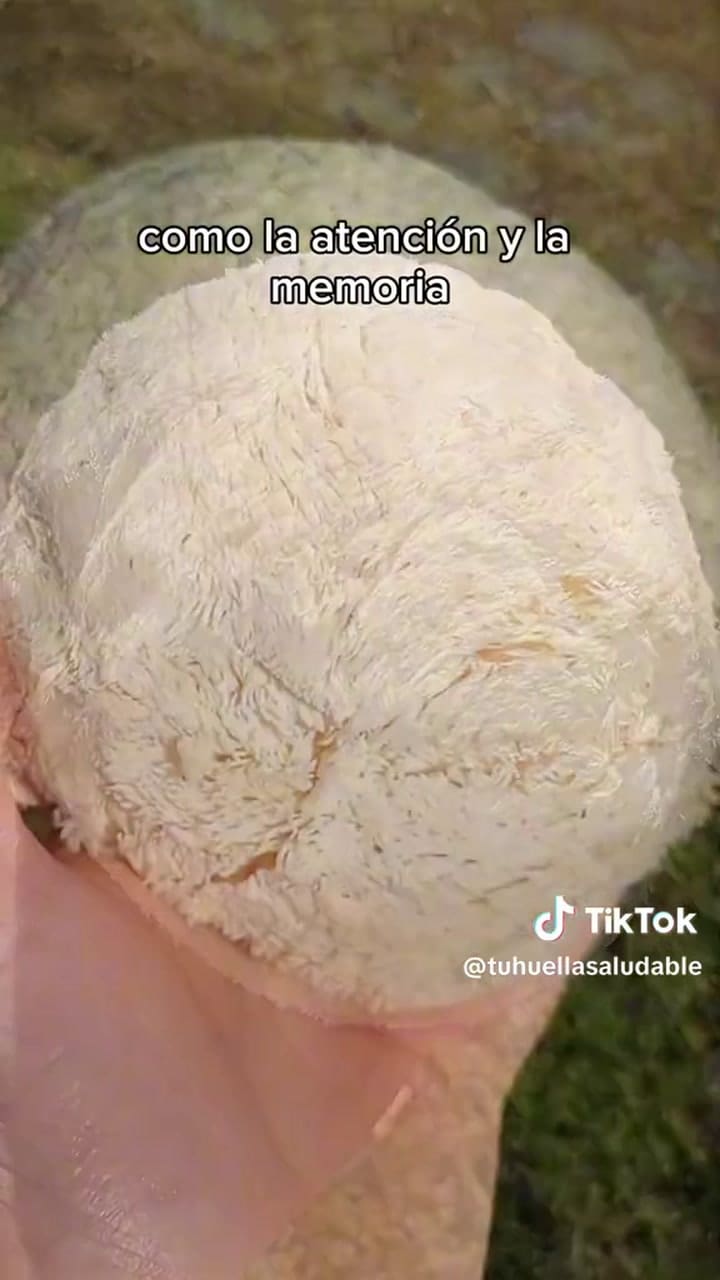 El hongo melena de león, capaz de regenerar neuronas y fortalecer la memoria