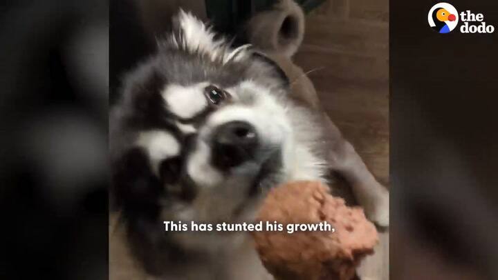 La emotiva historia de Kronk que terminó con final feliz