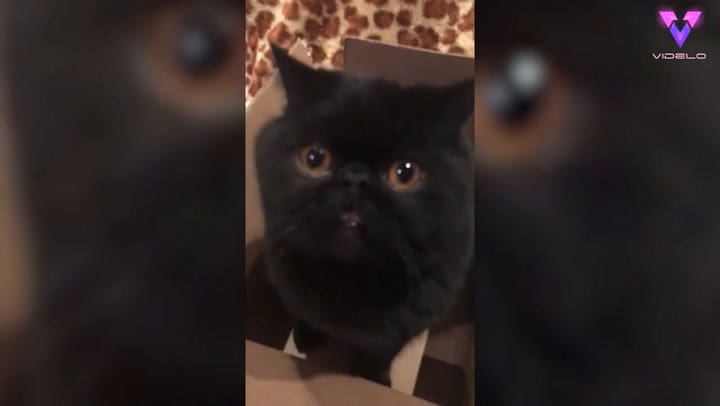 Un gato negro se viraliza en las redes por sus ojos color naranja