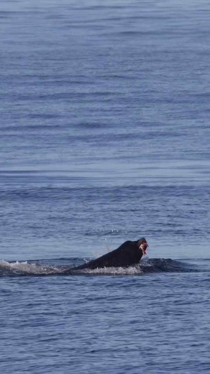 Video león marino Vs. Tiburón