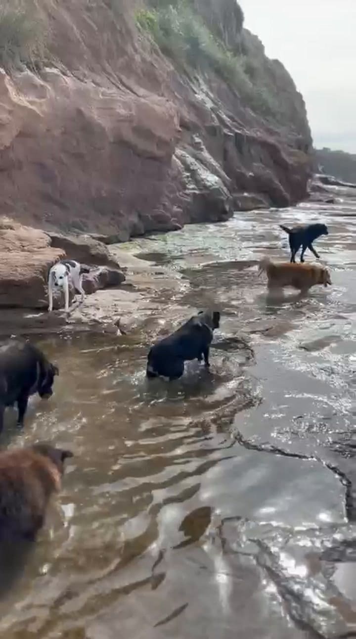Todos disfrutan del mar