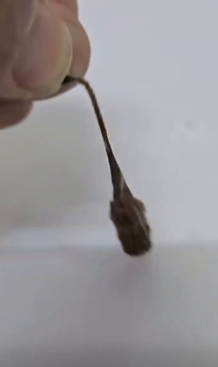 El video que sorprendió a todos en internet