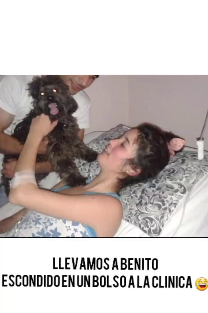La historia amor de Benito, el caniche que acompaña a su dueña fallecida