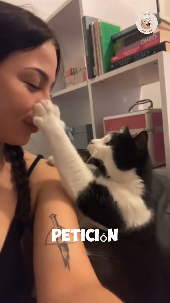 Señales de que un gato eligió a su persona favorita
