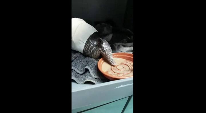 Alimentándose por sus propios medios