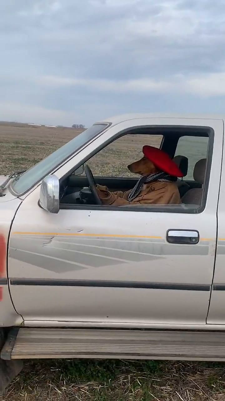 Preguntale, el perro viral