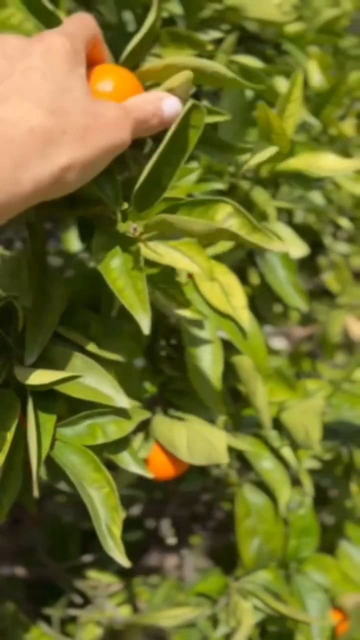 Meghan recogió frutos de su huerto orgánico