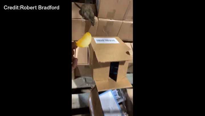 Filman un depósito de Family Dollar infestado de ratas