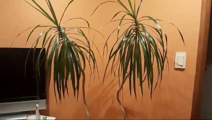 Ssstwitter.com 1734350954459