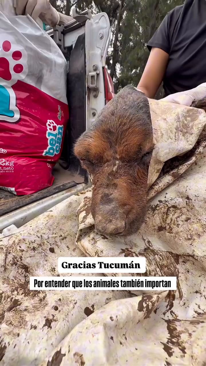 Fundación Planeta Vivo Argentina asistió a cientos de animales en Tucumán
