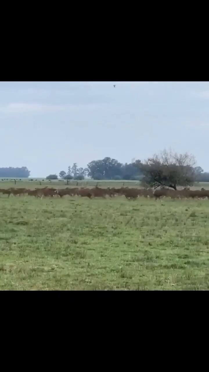 Ciervo axis en Corrientes
