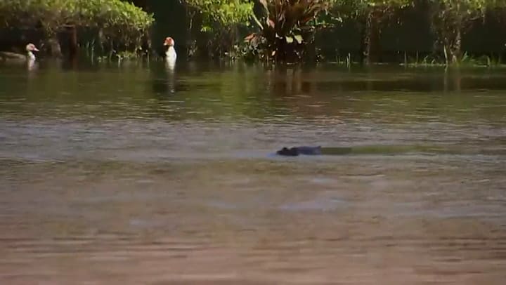 Un reportero de NBC captó un cocodrilo en una zona residencial de Orlando, Florida