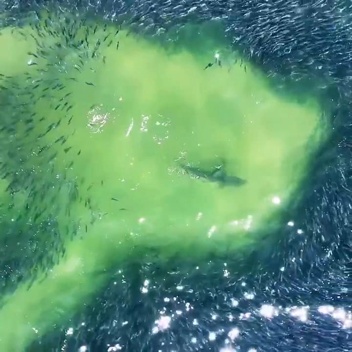 Varios tiburones son captados por un dron en Hamptons, Nueva York