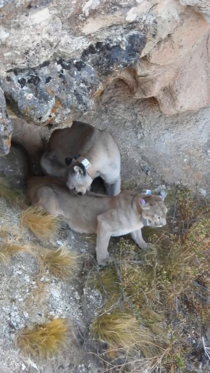 Captaron el cotejo de dos pumas por primera vez en la Patagonia