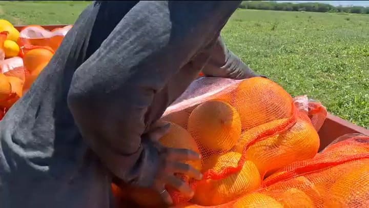 Frutas en virutas para ser exportada