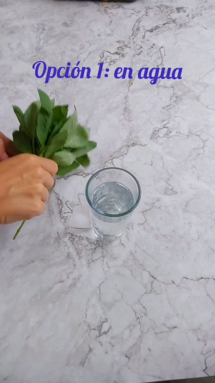 Cómo conservar la albahaca en el freezer