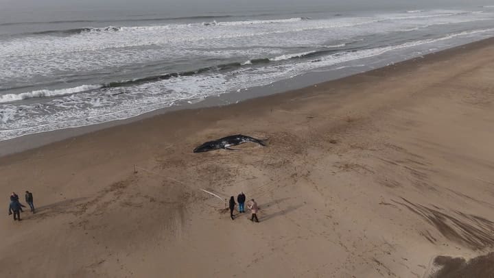 Encuentran una ballena muerta en Pinamar