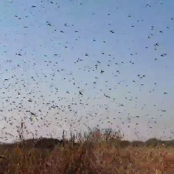 Hay dos mangas de langostas en Santiago del Estero