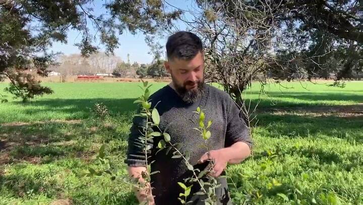 Día del Árbol: “Hay que plantar árboles, pero es más importante cuidar los que ya existen”