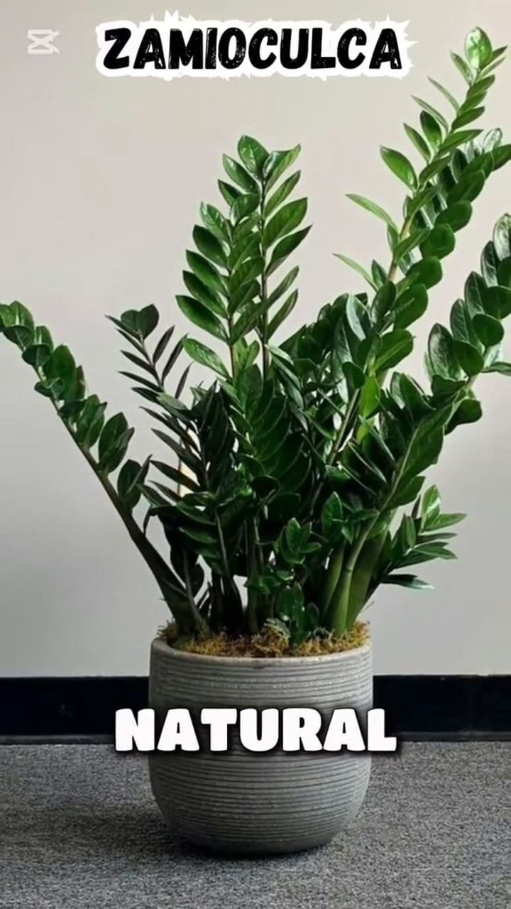 La zamioculca, la planta de la prosperidad