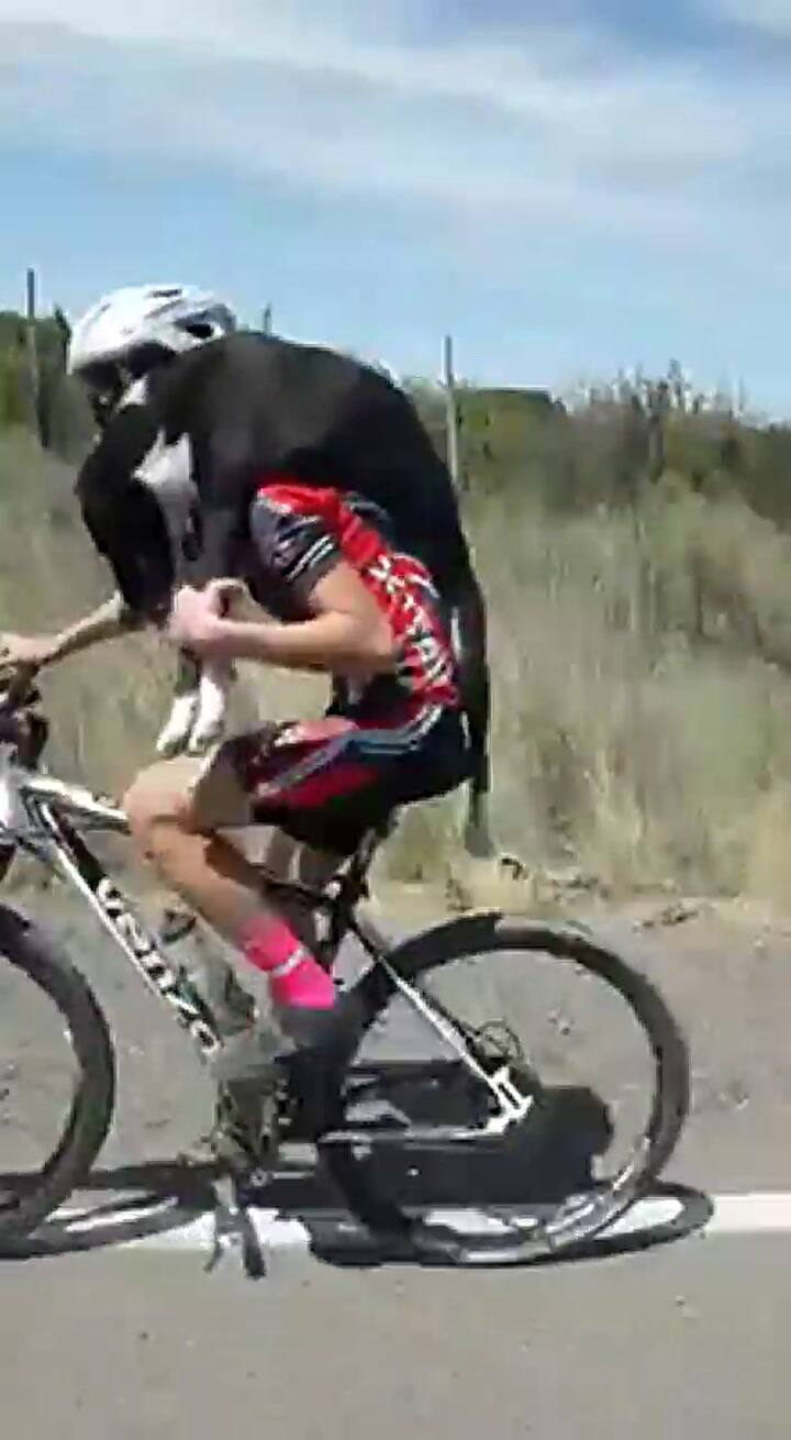 El rescate de un perrito en la ruta a bordo de una bicicleta