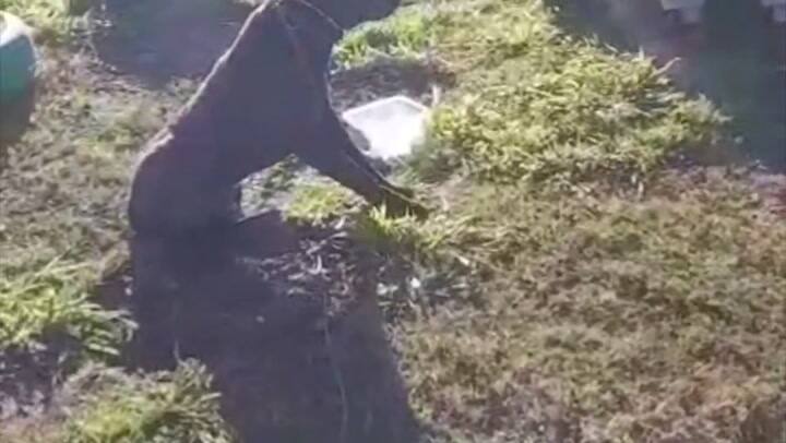 Una mujer arrastró a su perro con su auto durante varios metros