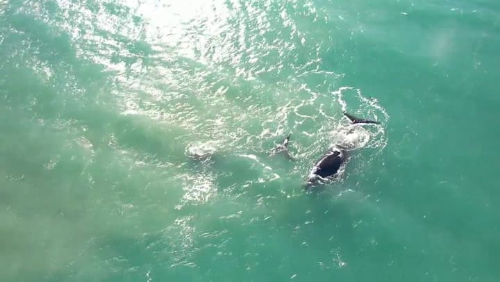 Ballenas frente a Mar del Plata