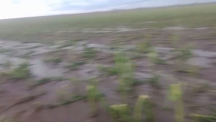 A días de la cosecha, el maíz terminó quebrado y volcado