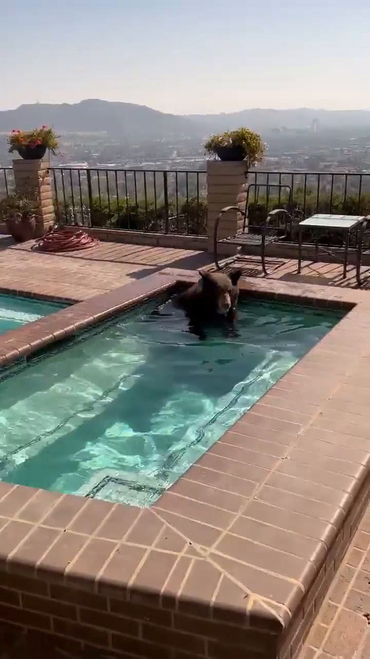 Un oso se refresca en la pileta de una casa en California