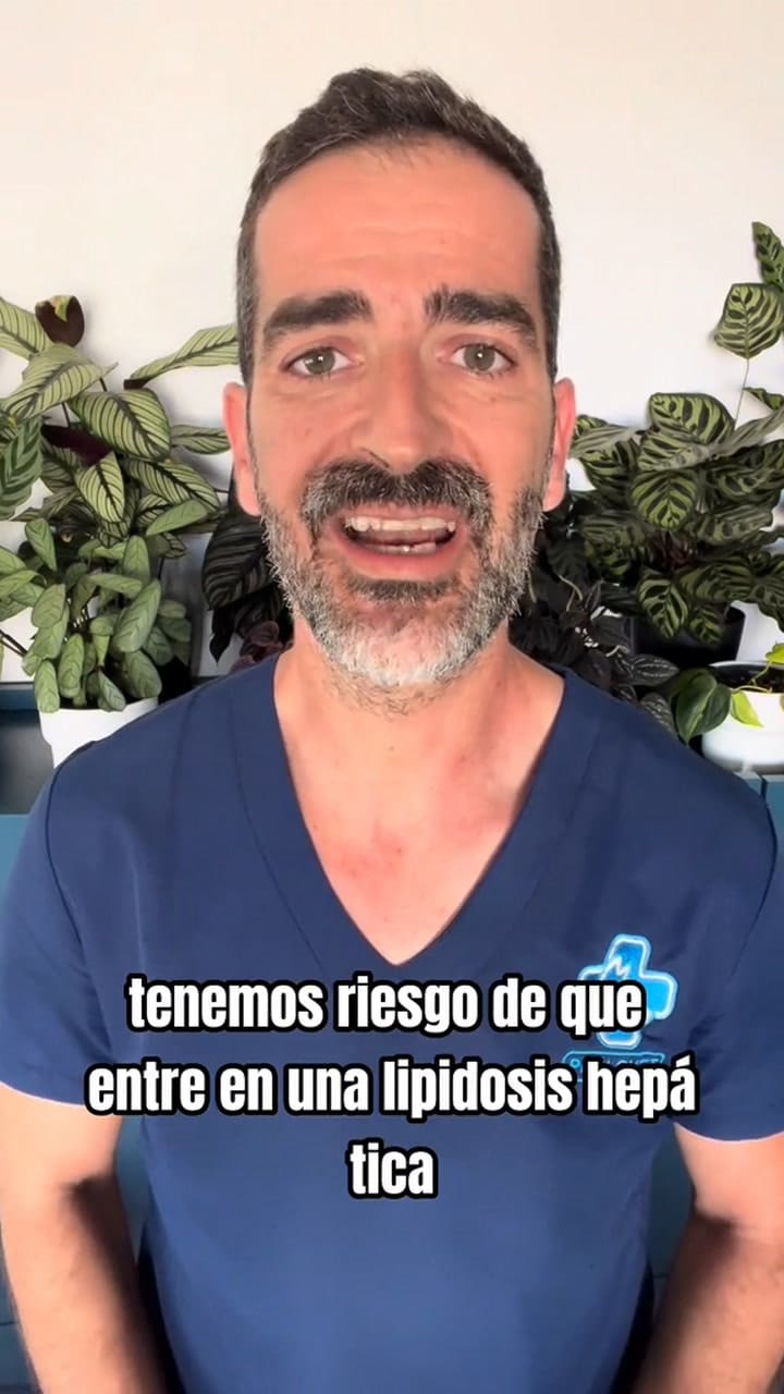 Los riesgos de que los gatos pasen más de 24 horas sin comer
